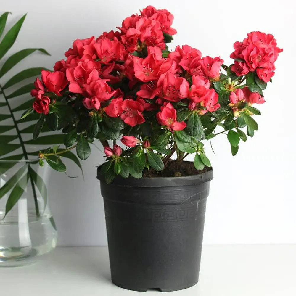 Фото: Ахалия красная в горшке от AzaliaNow