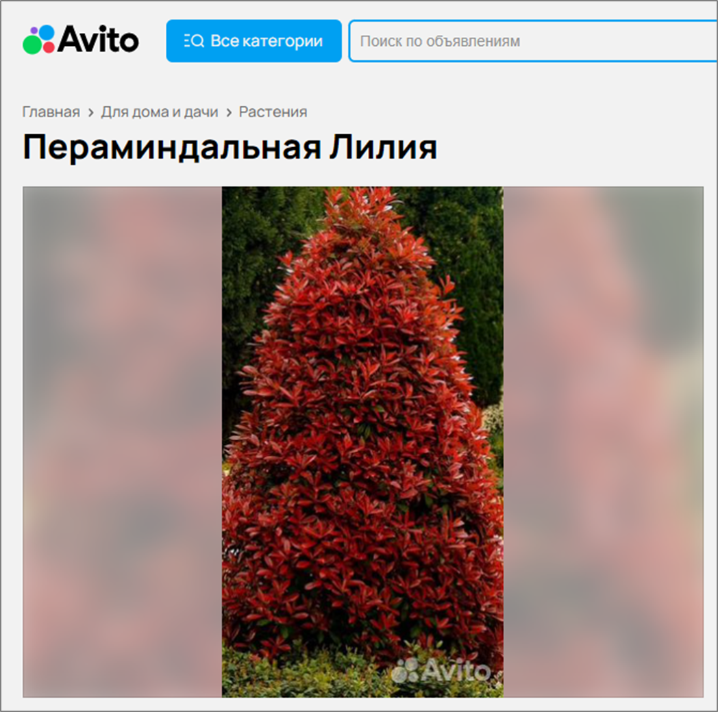 https://www.avito.ru/sankt-peterburg/rasteniya/peramindalnaya_liliya_3968197587 