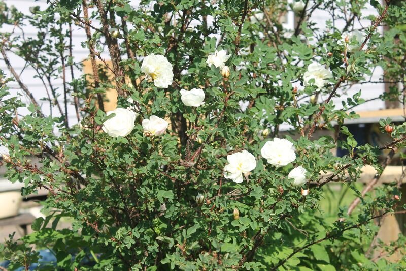 какая-то розочка-шиповник