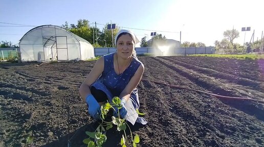 Будни в деревне. Проводим воду на участке и высаживаю сортовую клубнику. Рука даже не дрогнула✂️