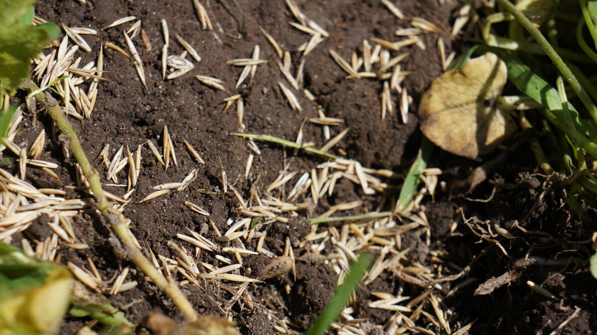 На пятачке в несколько сантиметров помещаются сотни семян