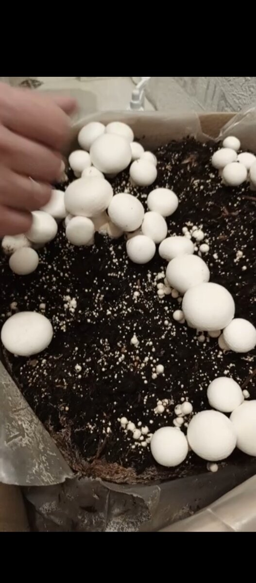 Эксперименты на кухне