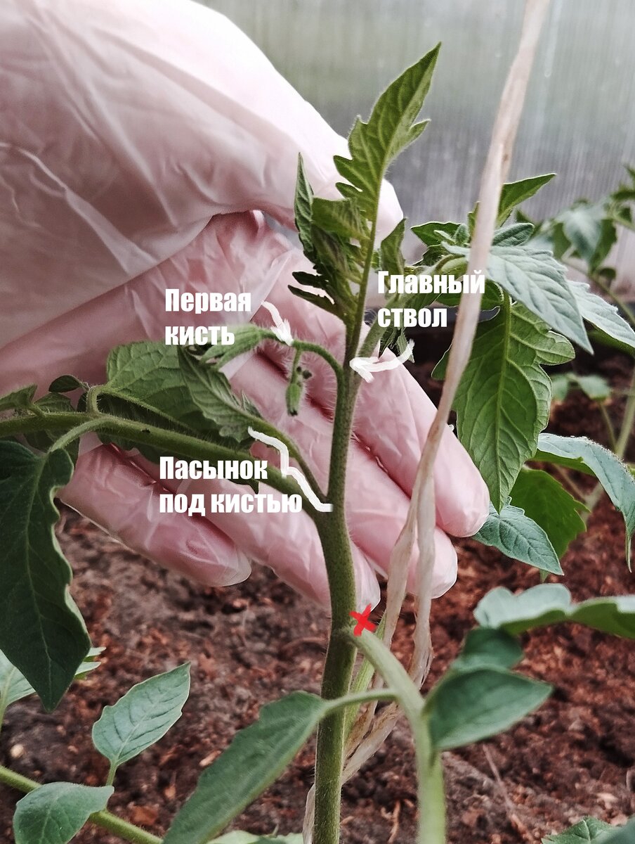 Стебель томата "Кахури". Фото автора статьи