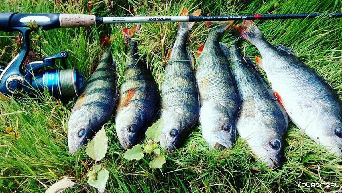 Фото с сайта: https://sportishka.com