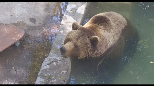 На улице жара, а медведь Мансур отдыхает в своём прохладном бассейне🐻💦☀️