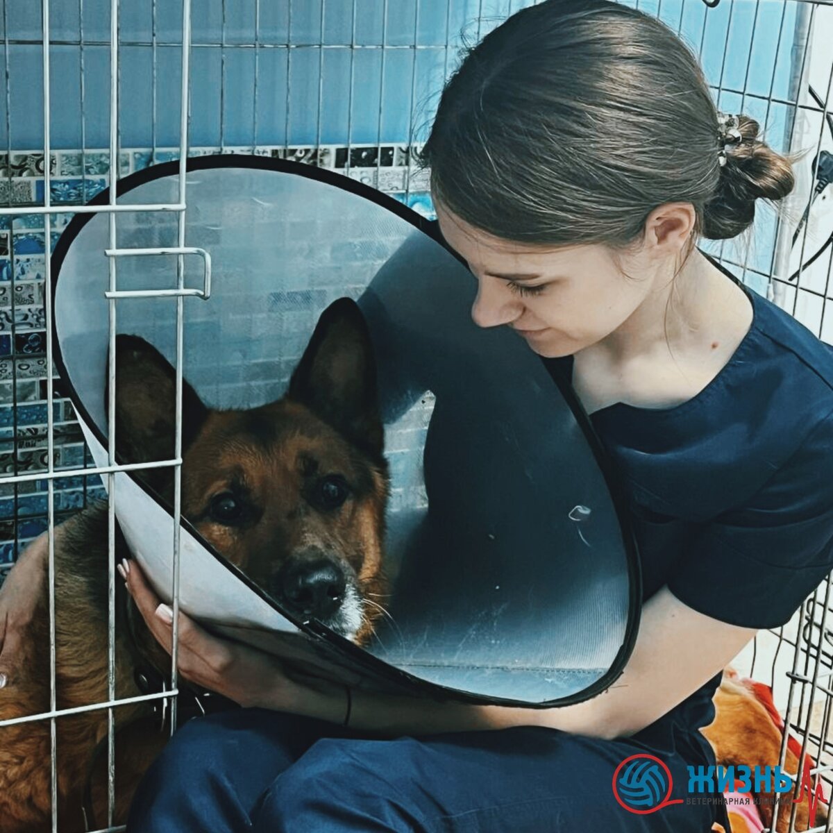 Чак на стационаре в ветеринарной клинике в Калуге "Жизнь" с ветеринарным фельдшером Анной Закировной. 