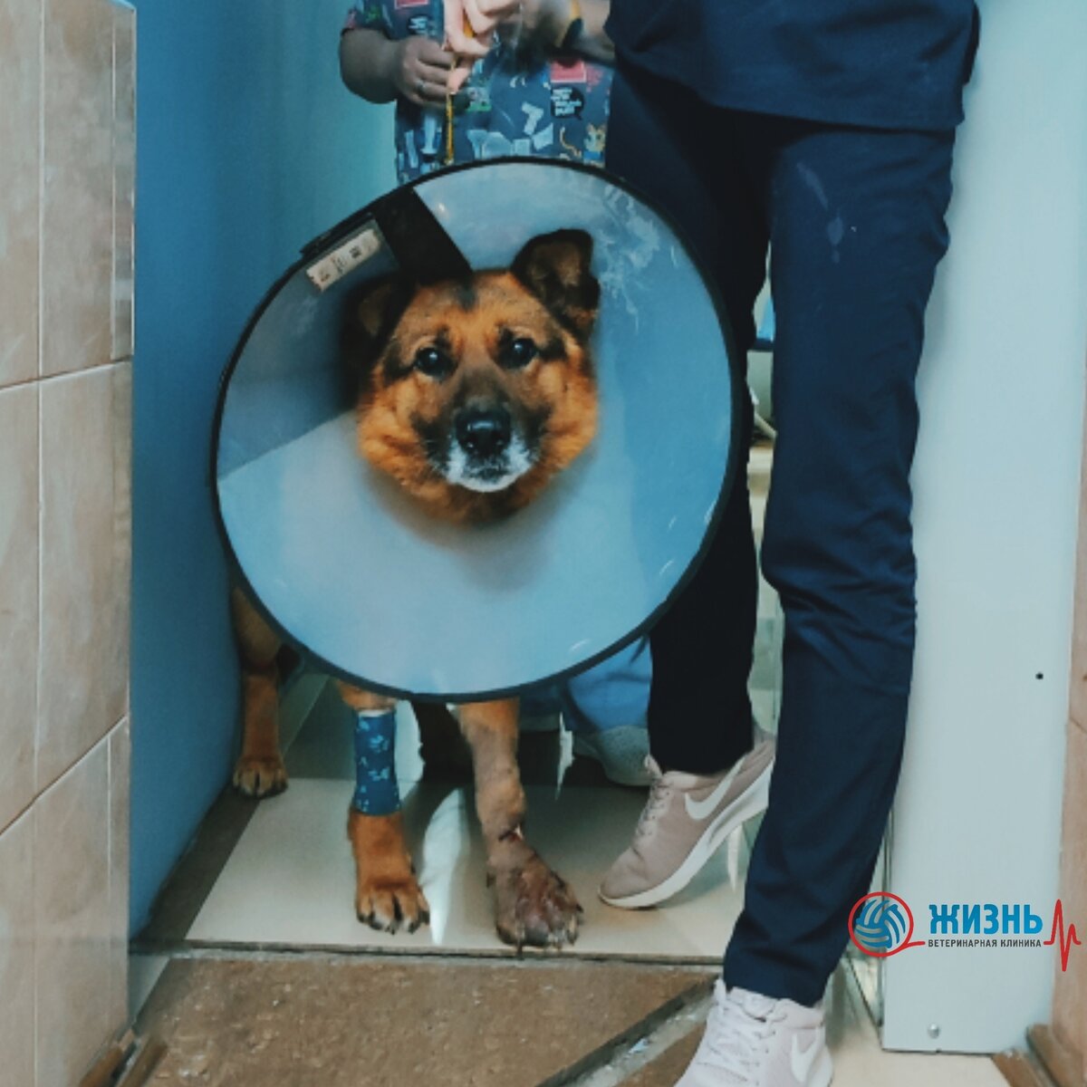 У немецкой овчарки открытый перелом.