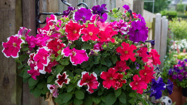 Цветение было, но мне хотелось, чтобы растение превращалось в цветущий шарик, а не разрозненно цвело.