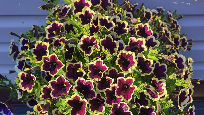 У каждого садовода есть свои хитрости при выращивании растений. 