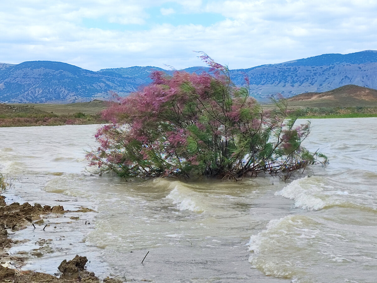Тамарикс в воде