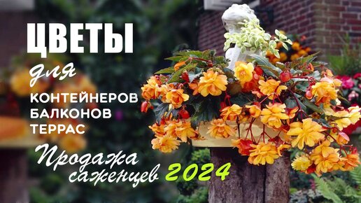 Цветы для контейнеров, балконов, террас: бегонии, пеларгонии и др. Продажа саженцев