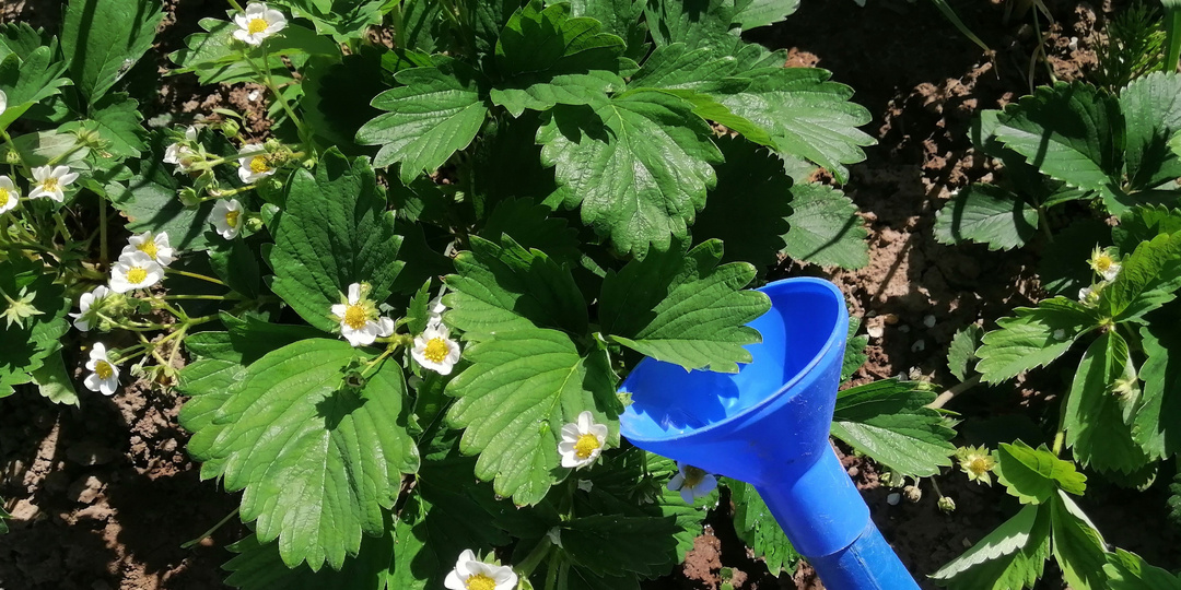 “Урожайность клубники увеличится”, если подкормите ее полезными составами. Попробуйте – и у вас все получится (всегда богатый урожай)