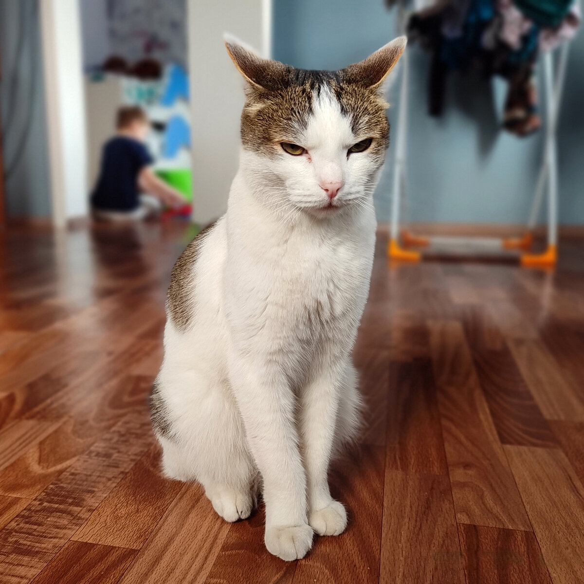 Нет, кот-тиран выглядит не так. Он на следующей фотографии. А это - кот Артём. Листайте фото