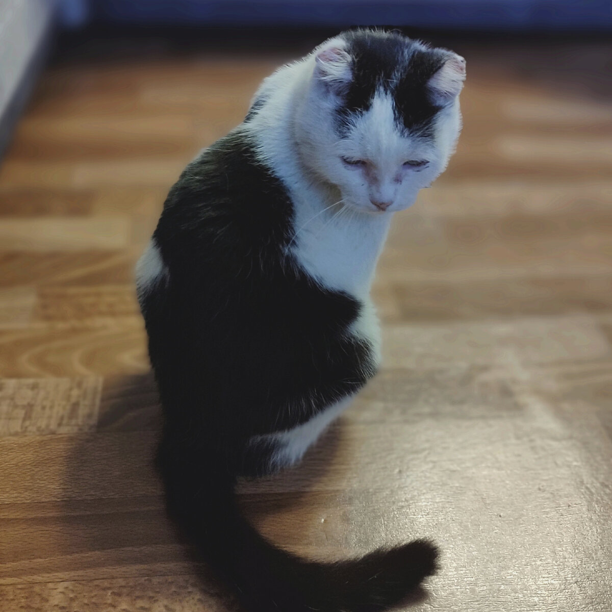 Кот-тиран выглядит так. Зовут его Александр