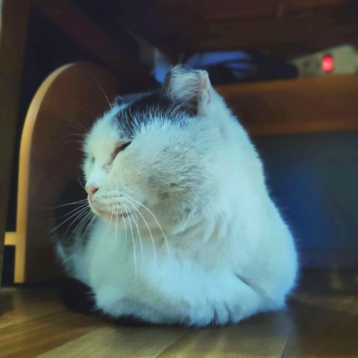 Кот Саша лежит и думает обо мне плохое