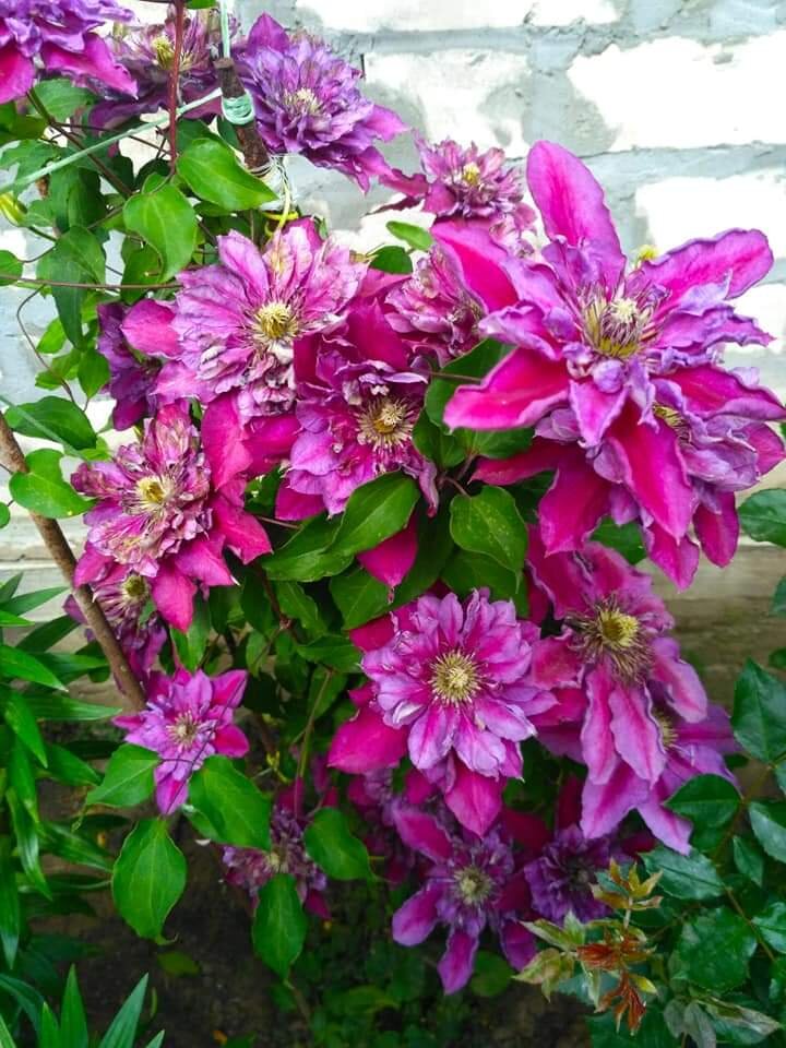 День не задался | Море, таксы и еда ? | Дзен