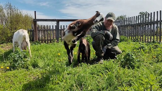 Всей семьёй на прогулке с козлятами 🐐