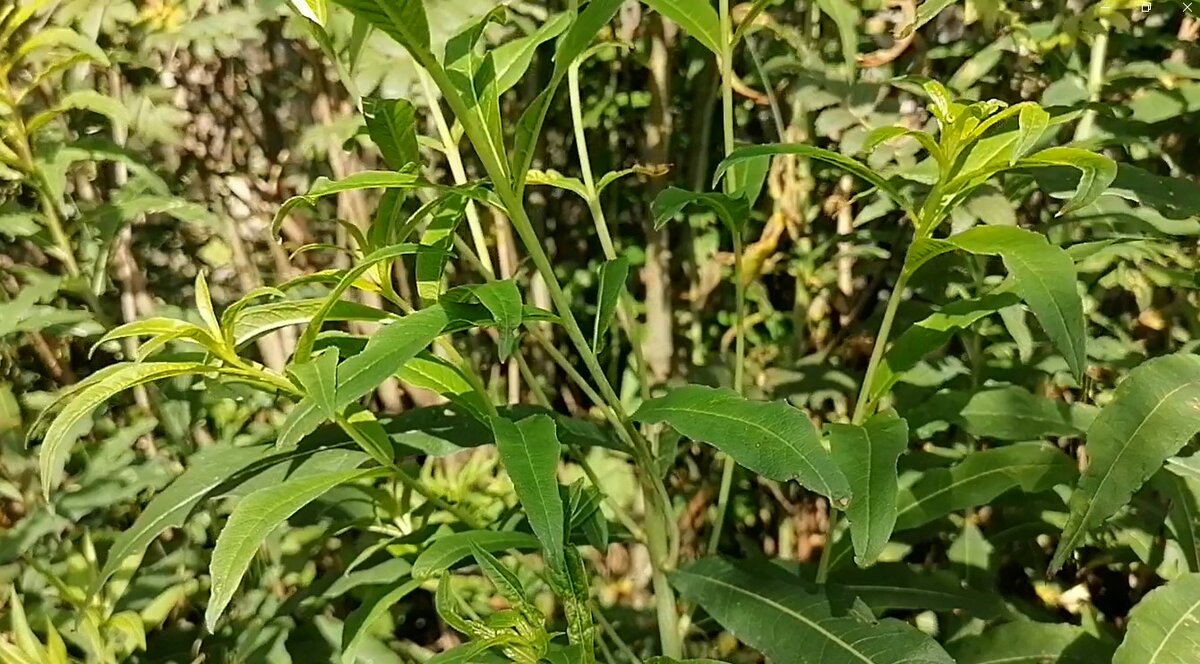 Сломленный стебель иван-чая с новыми отростками