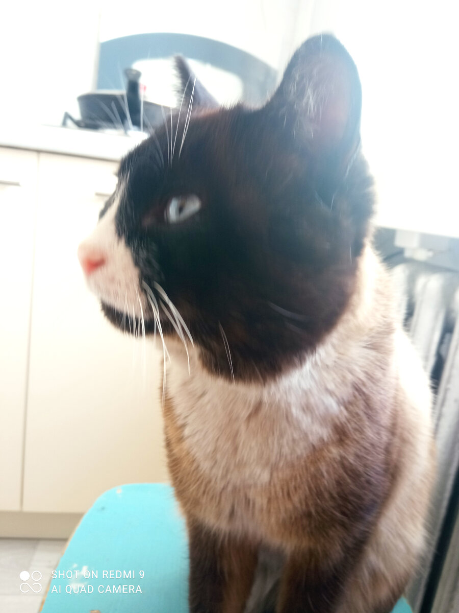 Бирюзовые глаза. 