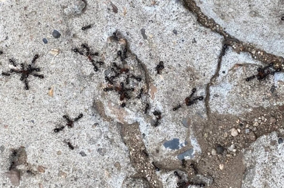    В Новосибирске агроном объяснила, как избавиться от муравьев на даче