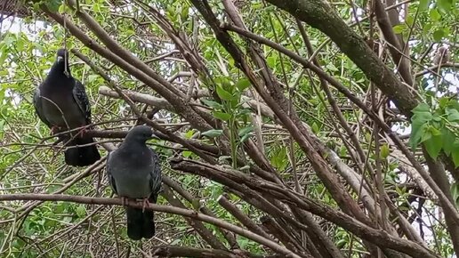 Высоко сидим, далеко глядим) 🕊️Голуби 🕊️ дежурят: не дают ли где-нибудь еду🤗