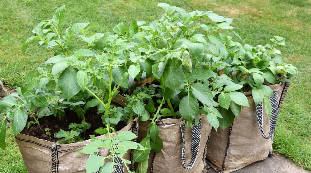 Портативные тканевые мешки, не допускающие дренажа, способствуют здоровью корней, предотвращают склеивание корней и предлагают универсальный размер.