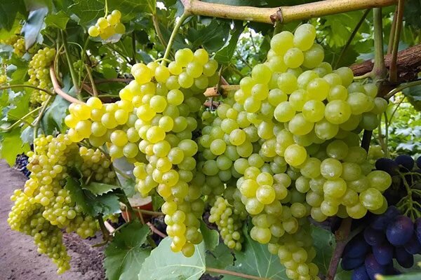 Подходящие климатические условия для выращивания
