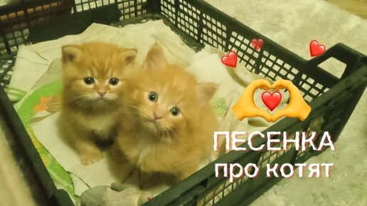 Весёлая финская детская песенка про котят