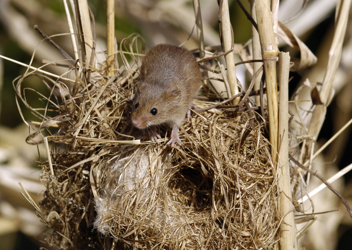Это я после прибытия пополнения)
