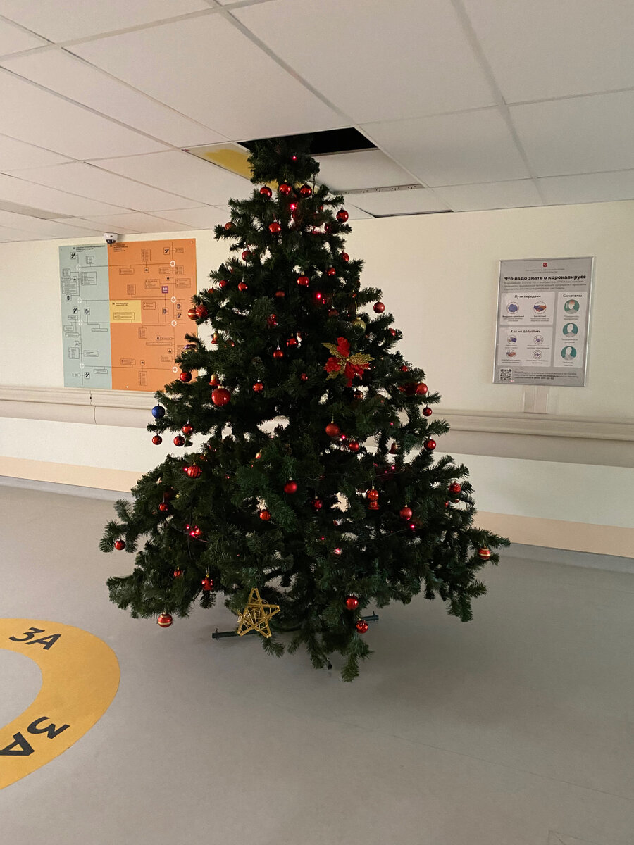 Это ОДНА из многочисленных елочек!