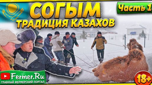 Согым не просто заготовка мяса это культурное наследие казахского народа. Конина. Казы. Куырдак