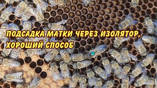 пчеловодство, подсадка матки через изолятор, хороший способ