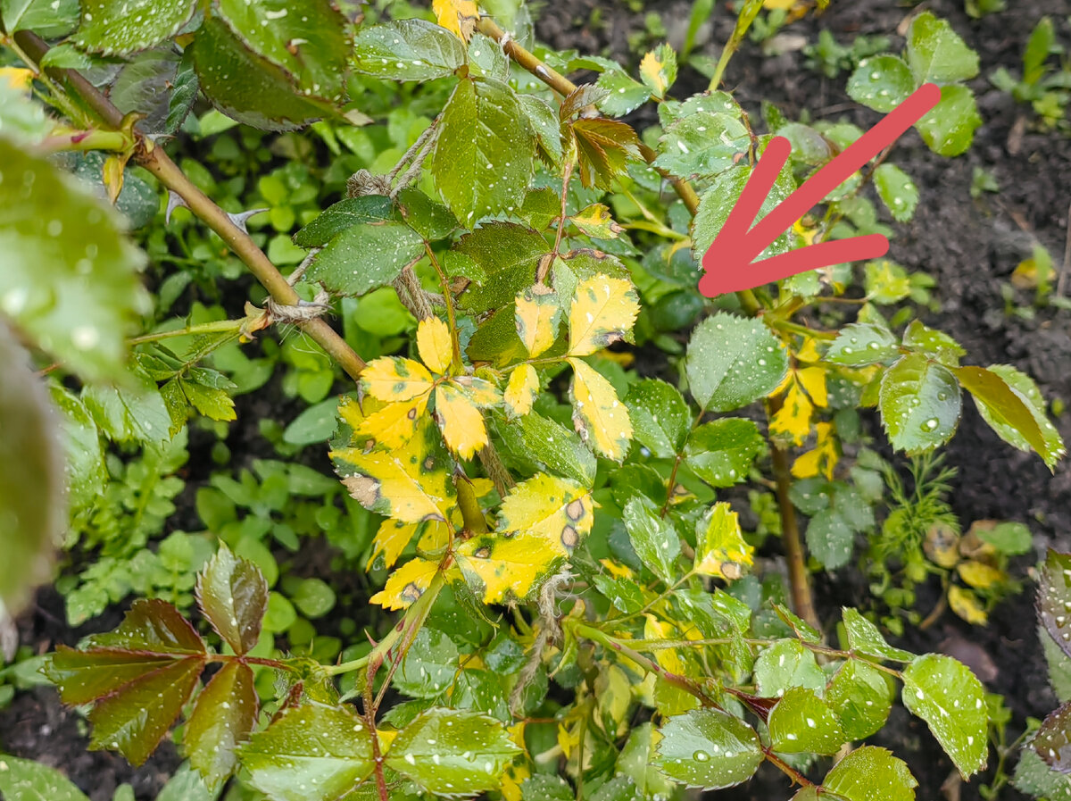 Розариум Ютерсен после хелата. 