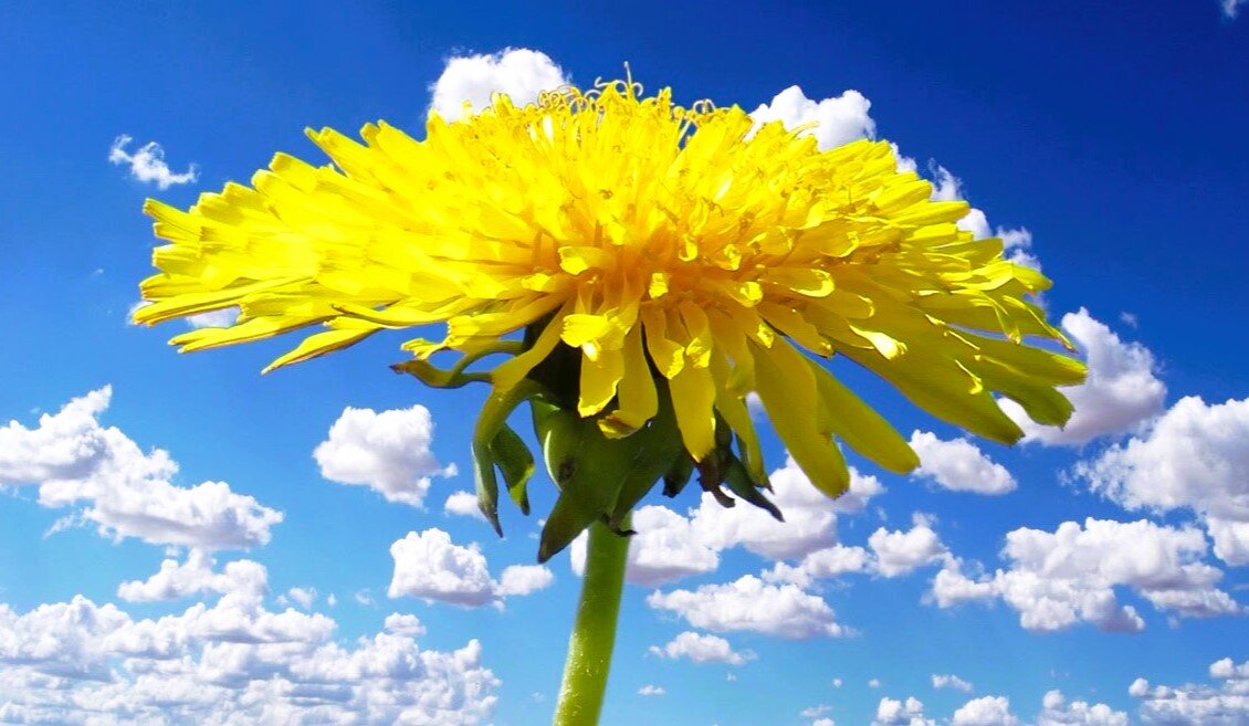 Фото сайта pxhere.com