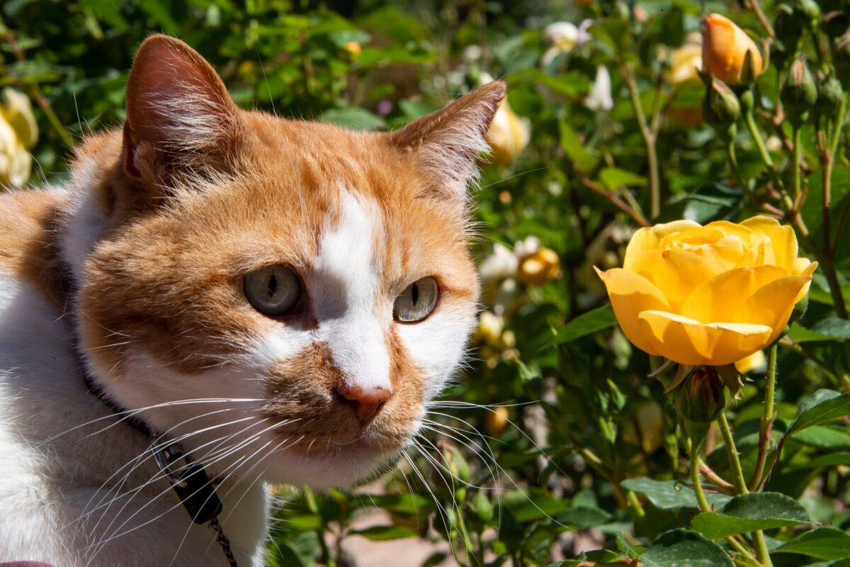 Кто сказал, что желтый — цвет разлуки? Это цвет счастья!