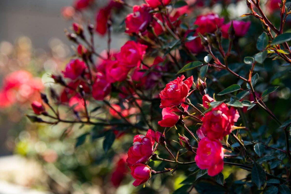 Хорошо, что у меня нет аллергии на розы.