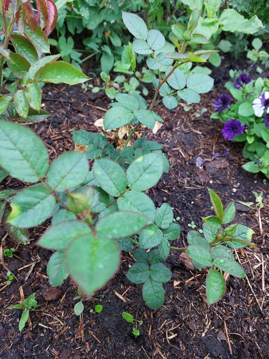 Корнесобственный саженец, зимовавший под укрытием.