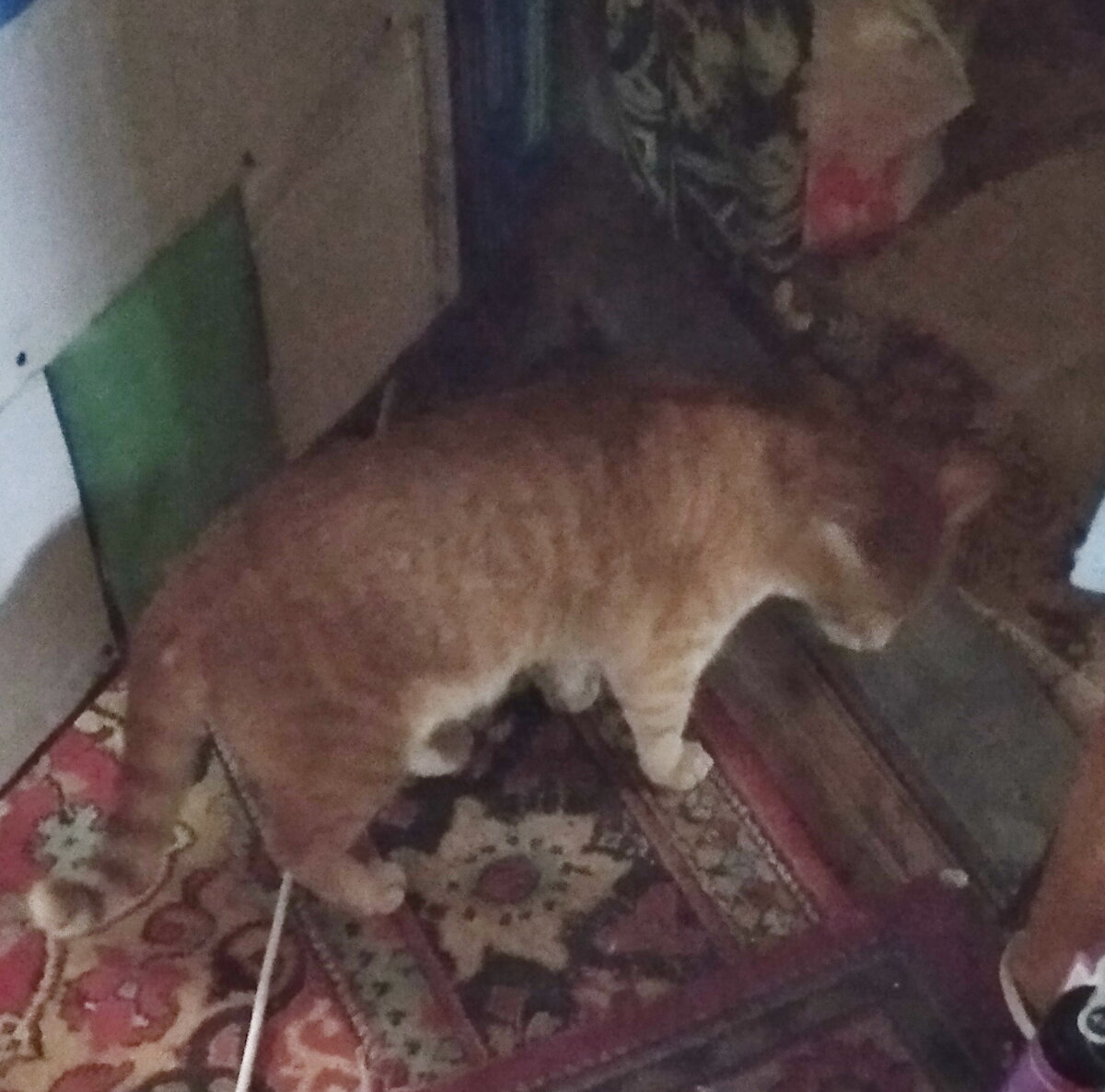 Личное фото.