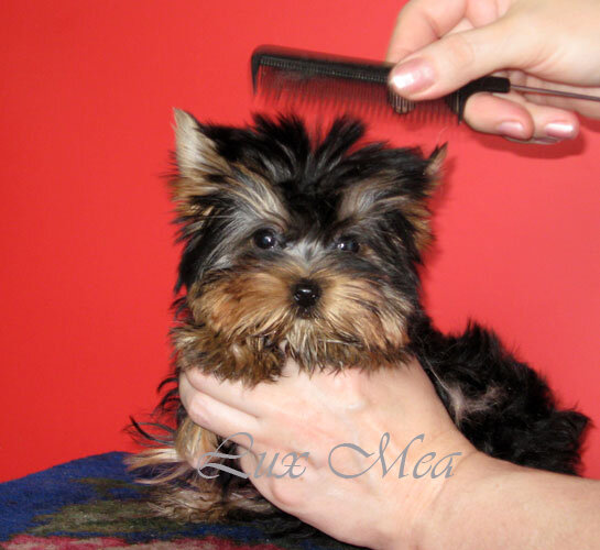 
Уши: Волосы на ушах йоркширского терьера стригут на 1/3, так как чрезмерное количество волос отягощает уши, они могут упасть и тогда ушки будет необходимо ставить. Так же необходимо освобождать слуховой проход от лишней шерсти, так как эта шерсть задерживает лишнюю грязь и способствует развитию ушного клеща. Если вы не знаете, как правильно это сделать обратитесь к профессиональному грумеру.