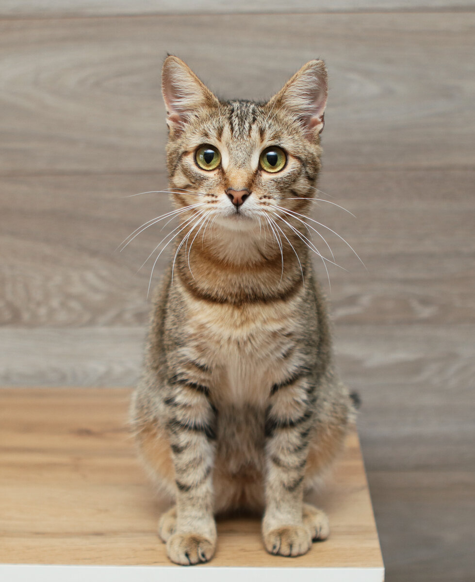 Мы назвали её Долькой, потому что она была самая маленькая среди котят