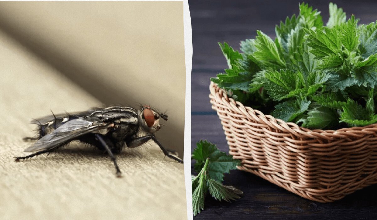 5 способов избавиться от мух в квартире или доме