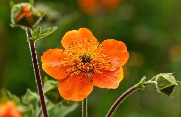 Такой чудесный видовой гравилат рос в моем саду долгие годы