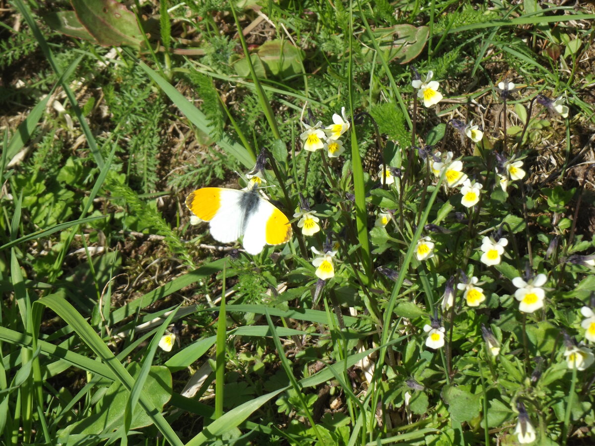 26 апреля. Себежский район.