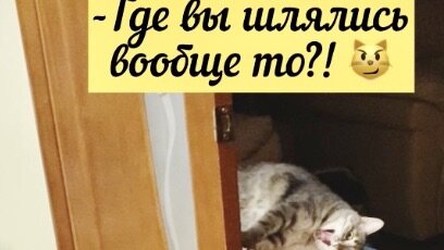 Пришли поздно из гостей, толпа отощавших 😿котов встречает нас 🙄