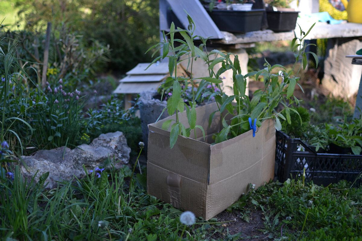 Начало мая, рассада вербены бонарской