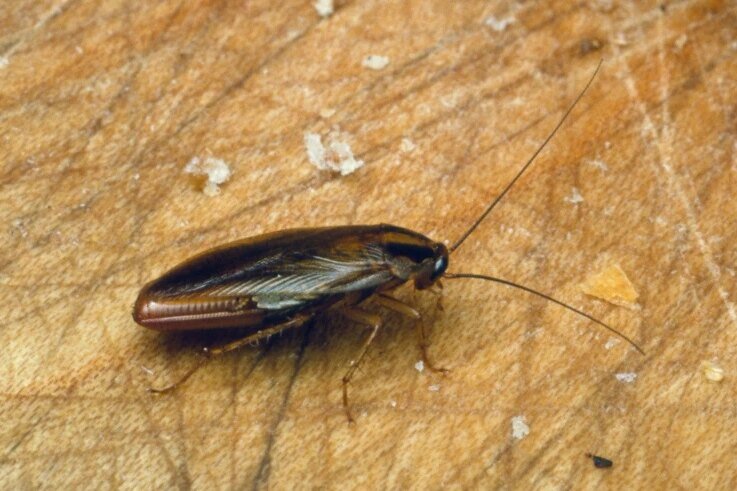     Путь таракана: как печально известный паразит завоевал мир