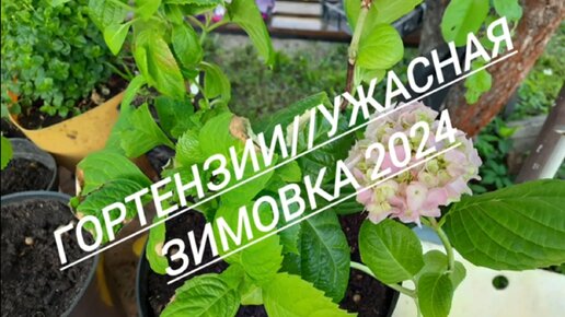 7 #Гортензии//Ужасная зимовка 2024//27.05.24🌿🌿🌿