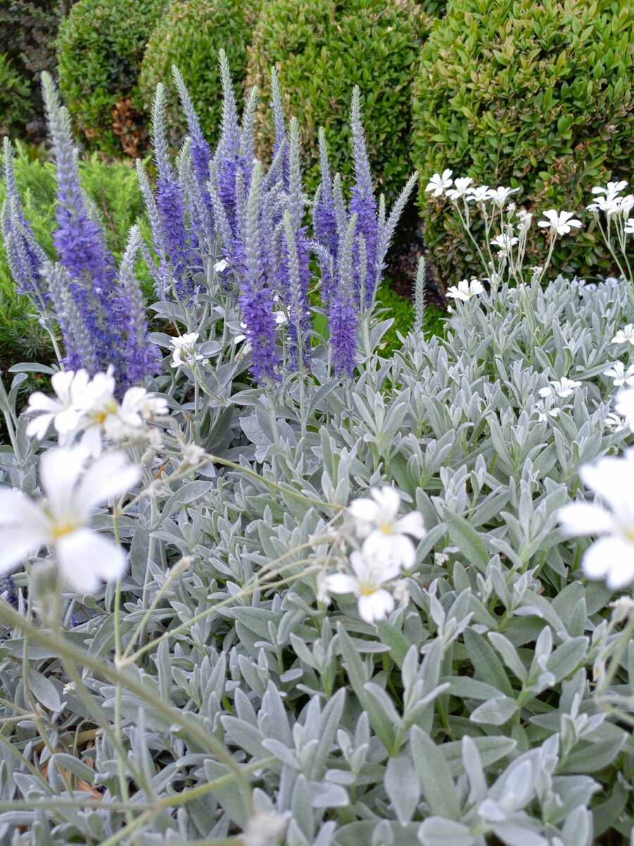 Красота, сейчас такие красивые клумбы везде!