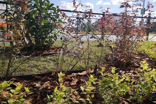    кустарники