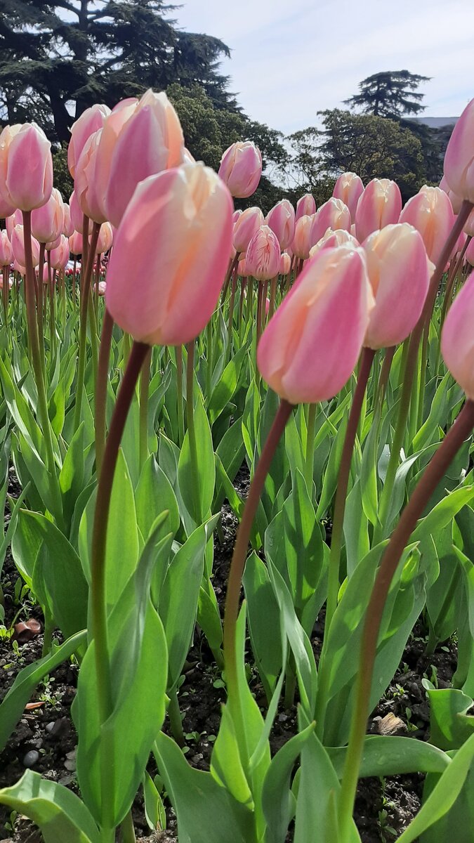 Колосятся...